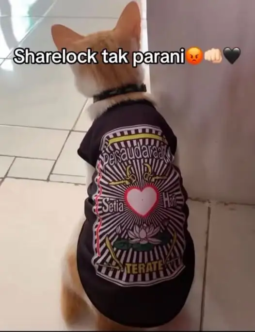 Kucing PSHT – Sharelock tak parani